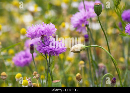 Centaurea cyanus. Cornflowers in un giardino di fiori selvaggi. Foto Stock