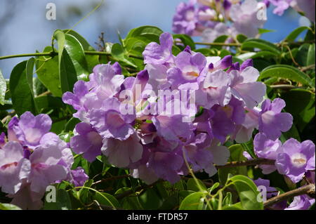 Fiori viola. Mansoa alliacea Foto Stock