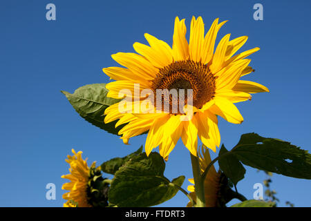 Un alto e grande set di girasole contro il cielo blu e incandescente sotto il sole, api raccolgono il polline dei fiori in sun. Foto Stock