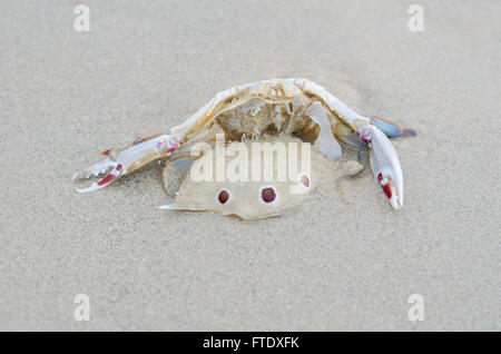 Il granchio morto sulla spiaggia Foto Stock