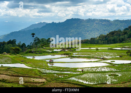 Il verde dei campi di riso a terrazze di Tana Toraja. A Sud di Sulawesi, Indonesia Foto Stock