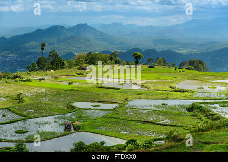 Il verde dei campi di riso a terrazze di Tana Toraja. A Sud di Sulawesi, Indonesia Foto Stock