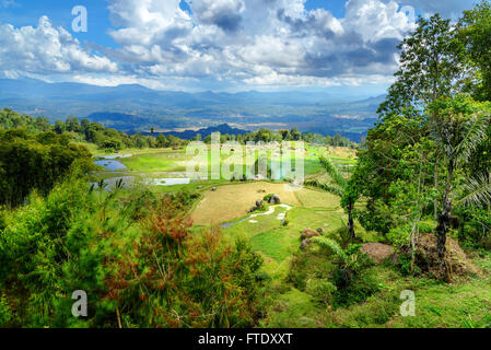 Il verde dei campi di riso a terrazze di Tana Toraja. A Sud di Sulawesi, Indonesia Foto Stock