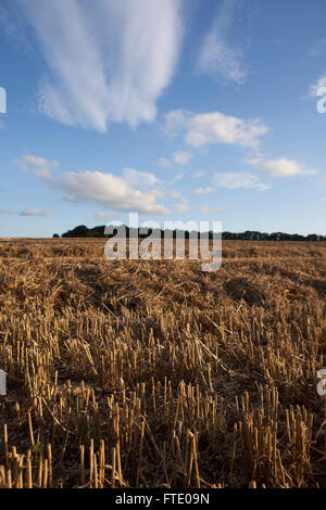 Un grande campo nel Regno Unito che è stato raccolto del suo grano e mostra la stoppia lasciata sul terreno nel sole di impostazione. Foto Stock