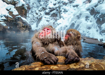 Neve scimmie grooming Jigokudani a caldo molla, Giappone. Foto Stock