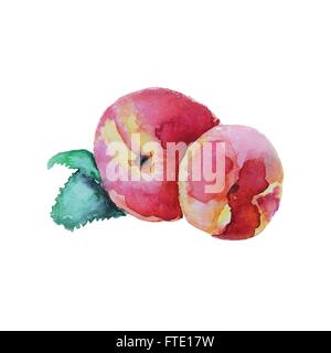 Peach disegnati a mano acquerello. Illustrazione Vettoriale. Verniciatura a colori Illustrazione Vettoriale
