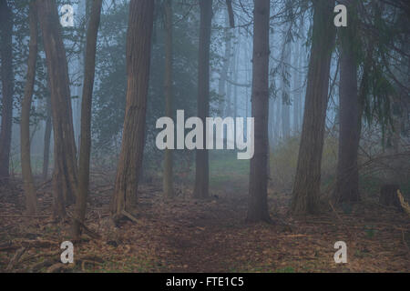 Lugubre Foggy Misty Boschi Foreste Foto Stock