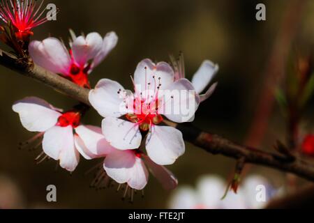 Bella la fioritura dei ciliegi fiore. Fiori rosa e bianchi Foto Stock