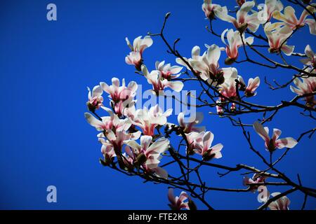 Bel cielo azzurro e fiore di primavera albero. Collezione primavera Foto Stock