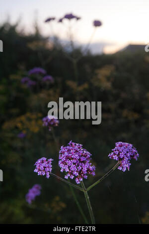 Alte guglie di fioritura verbena mostrano la loro notte fiori viola off nel crepuscolo. Foto Stock