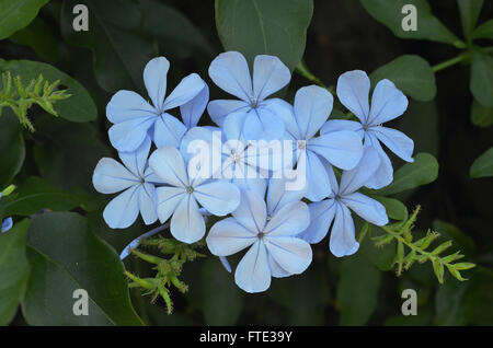 Primo piano della plumbago fiori Foto Stock