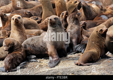 Marrone (Cape) pelliccia sigillo (Arctocephalus pusillus) colonia su rocce costiere, Sud Africa Foto Stock