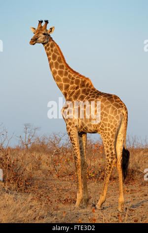 Una giraffa (Giraffa camelopardalis) in habitat naturale, il Parco Nazionale Kruger, Sud Africa Foto Stock
