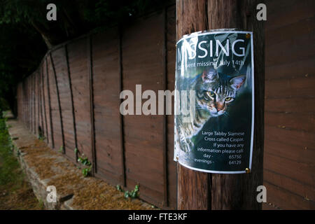 Un poster in casa imperniata ad un palo del telegrafo e per chiedere aiuto nella ricerca di un gatto smarrito. L'animale, un pet guarda fuori da una foto sul foglietto che i proprietari hanno posto per il pubblico di vedere. Foto Stock