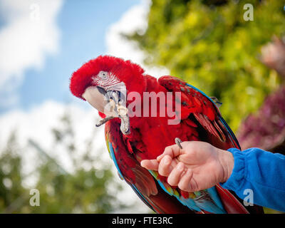 Bellissimo pappagallo luminoso su una mano d'uomo mangiare i dadi Foto Stock