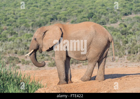 Un giovane elefante africano bull, Loxodonta africana, a waterhole Foto Stock