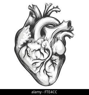 Cuore Umano Disegnato a Mano Schizzo Anatomico Medicina, Colo Di Vettore  Illustrazione Vettoriale - Illustrazione di biologia, icona: 98433246