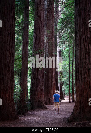 Un uomo osservando il Redwood (Sequoia) alberi nella Foresta di Redwood in Rotorua Foto Stock