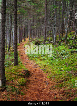 Appalachian Trail nel Maine Foto Stock