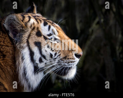 Maschio (Amur Siberian) tiger (profilo) Foto Stock