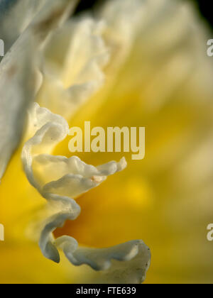 Daffodil fiore closeup astratto Foto Stock