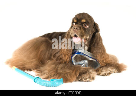 American cocker spaniel ritratto Foto Stock