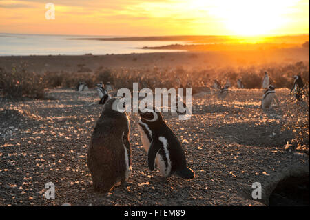 I pinguini di Magellano, la mattina presto a Punto Tombo, Patagonia, Argentina Foto Stock