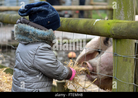 Un giovane bambino alimentazione di paglia di gloucester old spot sow. Un neonato ragazza offre cibo ad un grande vecchio inglese razza rara maiale in agriturismo Foto Stock