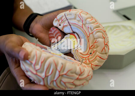 Donna che mantiene il cervello umano modello - USA Foto Stock