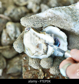 La mano guantata shucking ostrica, "Crassostrea virginica'. Foto Stock