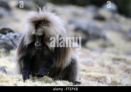 Un maschio di babbuino gelada (Theropithecus gelada) in Simien Mountains in Etiopia. Foto Stock