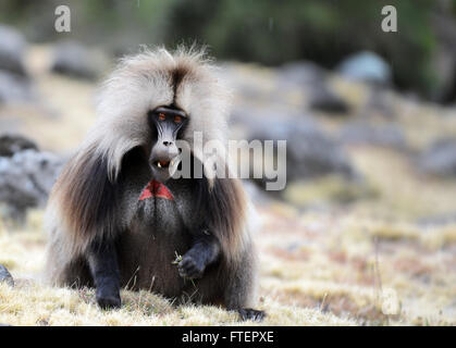 Un maschio di babbuino gelada (Theropithecus gelada) in Simien Mountains in Etiopia. Foto Stock