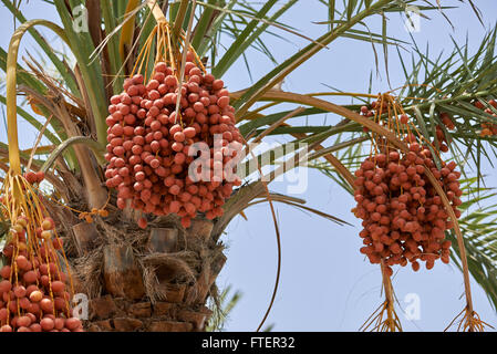 Le date di maturazione pendente da una data struttura Palm Tree in Muscat Oman Foto Stock