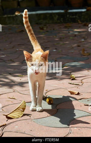 Arrabbiato marrone e bianco gatto ululano con la sua coda in aria Foto Stock