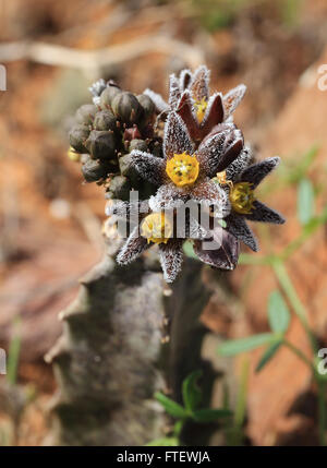 Caralluma (Apteranthes) burchardii in fiore, un vicino cactus endemiche come pianta, Fuerteventura, Isole Canarie, Spagna. Foto Stock