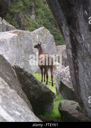 Llama visto attraverso le rocce a Machu Picchu Foto Stock