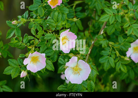 La rosa canina (Rosa canina agg.) Fiori Foto Stock