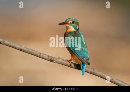 Il Martin pescatore femmina su un ramo in l'Oasi Lipu di Racconigi in Piemonte Foto Stock