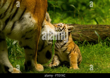 Siberian/tigre di Amur (Panthera Tigris Altaica) Cub e madre Foto Stock