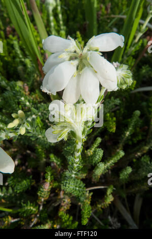 Bell erica (Erica cinerea), modulo bianco fiore Foto Stock