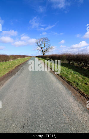 Un sfrondato frassino in una siepe di biancospino e di erba sfiora da una strada di campagna attraverso la scenic Yorkshire wolds d'inverno. Foto Stock