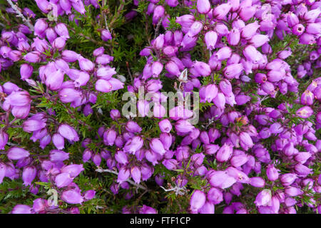 Bell erica (Erica Cinerea) Fiori Foto Stock