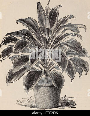 Illustrato annuale e catalogo descrittivo di nuovo, rare e belle piante (1892)