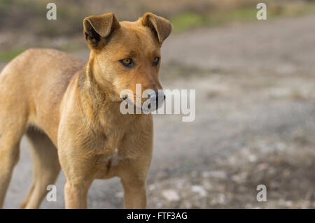 Outdoor ritratto di Stray dog femmina cerca con lo sguardo fisso Foto Stock