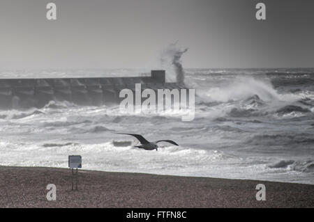 Brighton, East Sussex, UK..28 marzo 2016..Gulls battaglia la forza Storm venti raffiche oltre 70mph sul porto turistico West ARM come Katie colpisce la costa sud... Foto Stock