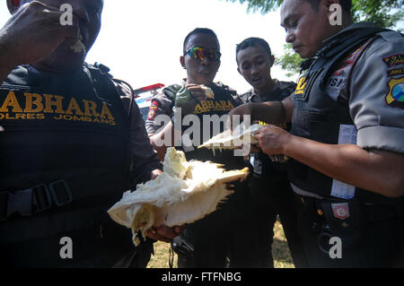 Jombang, Indonesia. 27 Mar, 2016. Alcuni poliziotti stavano mangiando durian durante un festival chiamato 'kenduren Wonosalam'. In questo festival vi è un interessante vista quando un durian gettato in aria e decine di persone a scrambling di cattura lui? Questo spettacolo unico può essere visto ogni anno nel villaggio chiamato Wonosalam, Jombang, East Java, Indonesia, durante il festival. Coloro che cattura l'durian ha il diritto di mangiare sul posto o di portarlo a casa da condividere con la famiglia. Credito: Luhur Wijaya/Pacific Press/Alamy Live News Foto Stock