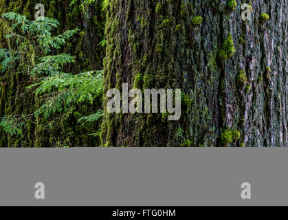 Il Parco nazionale di Olympic, Washington, Stati Uniti d'America. 25 Mar, 2016. Il muschio cresce sugli alberi lungo il salone di muschi trail nel Hoh la foresta pluviale del Parco Nazionale di Olympic, Washington. © Bruce Camere/ZUMA filo/Alamy Live News Foto Stock