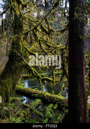 Il Parco nazionale di Olympic, Washington, Stati Uniti d'America. 25 Mar, 2016. Il muschio cresce sugli alberi lungo il salone di muschi trail nel Hoh la foresta pluviale del Parco Nazionale di Olympic, Washington. © Bruce Camere/ZUMA filo/Alamy Live News Foto Stock