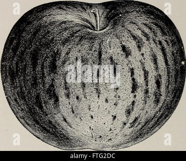 Catalogo descrittivo di frutta e di alberi ornamentali - vitigni, piccoli frutti, arbusti, piante, ecc. (1902)