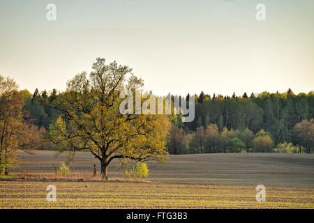 Lone oak in verdi campi in primavera Foto Stock